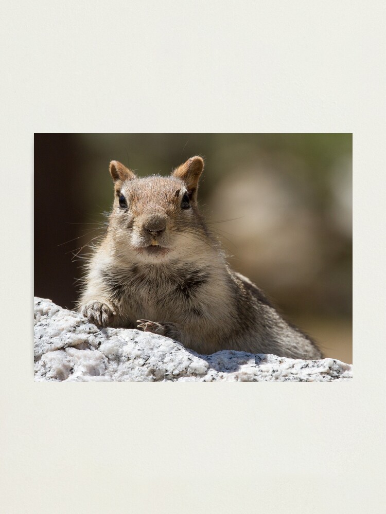 Alternate view of Face the squirrel Photographic Print
