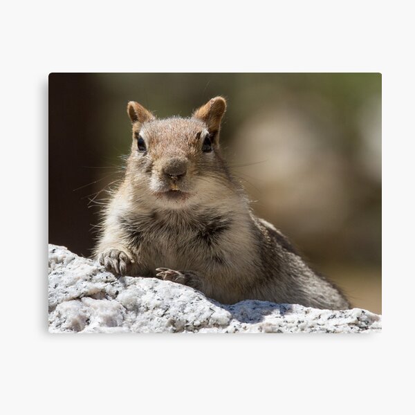 Face the squirrel Canvas Print