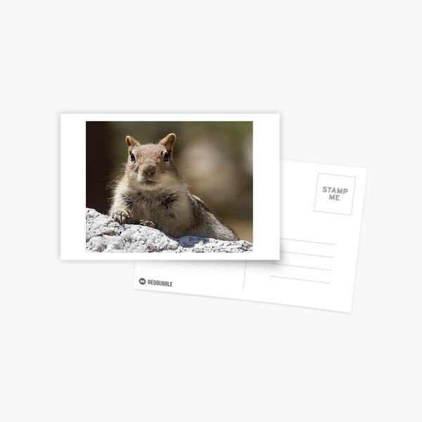 Face the squirrel Postcard