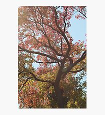 Fall Tree Photographic Print