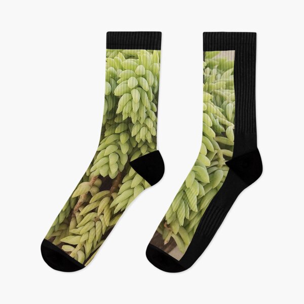Item preview, Green succulent plant hanging donkey's tail designed and sold by NikitaAg.