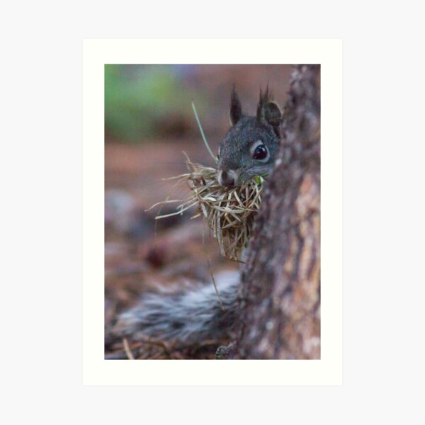 Shy squirrel Art Print