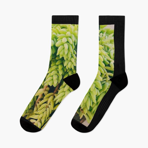 Item preview, Lush green succulent plant hanging donkey's tail designed and sold by NikitaAg.