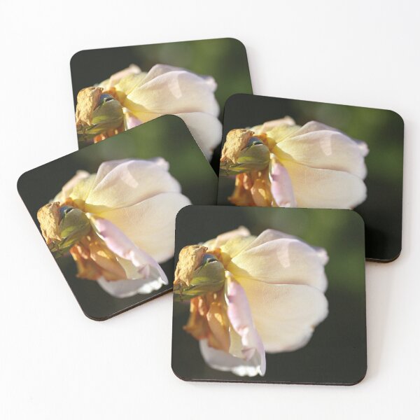Item preview, Soft Side Light Rose designed and sold by Joy Watson - Natural Light Photography .