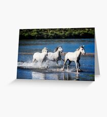Run Wild and Free Greeting Card