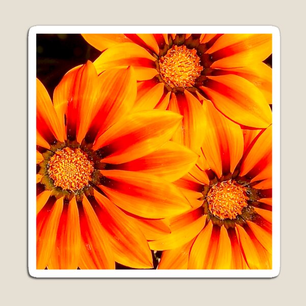 Item preview, Orange African Daisies - Summer flower designed and sold by Poppy-World.