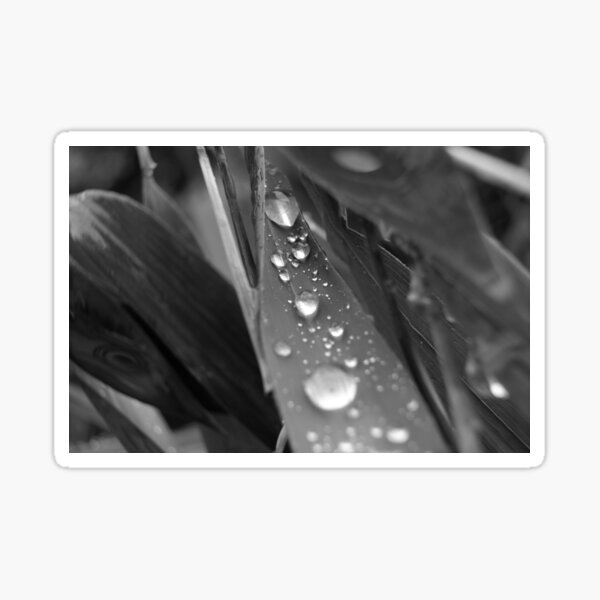 Item preview, Glistening  designed and sold by GFPhotography.