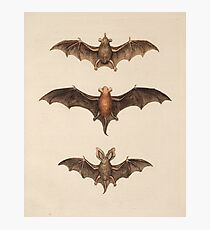 Bats Photographic Print