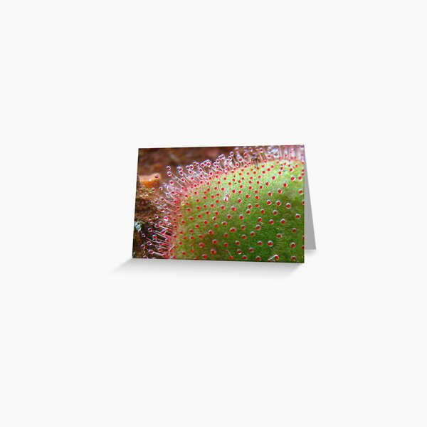 Untitled Greeting Card