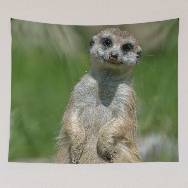 Item preview, Meerkat 013 designed and sold by JAMFoto.