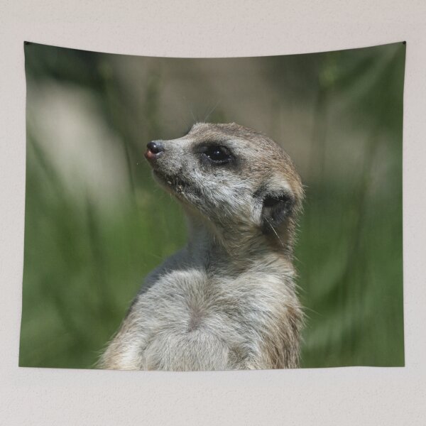 Item preview, Meerkat 015 designed and sold by JAMFoto.