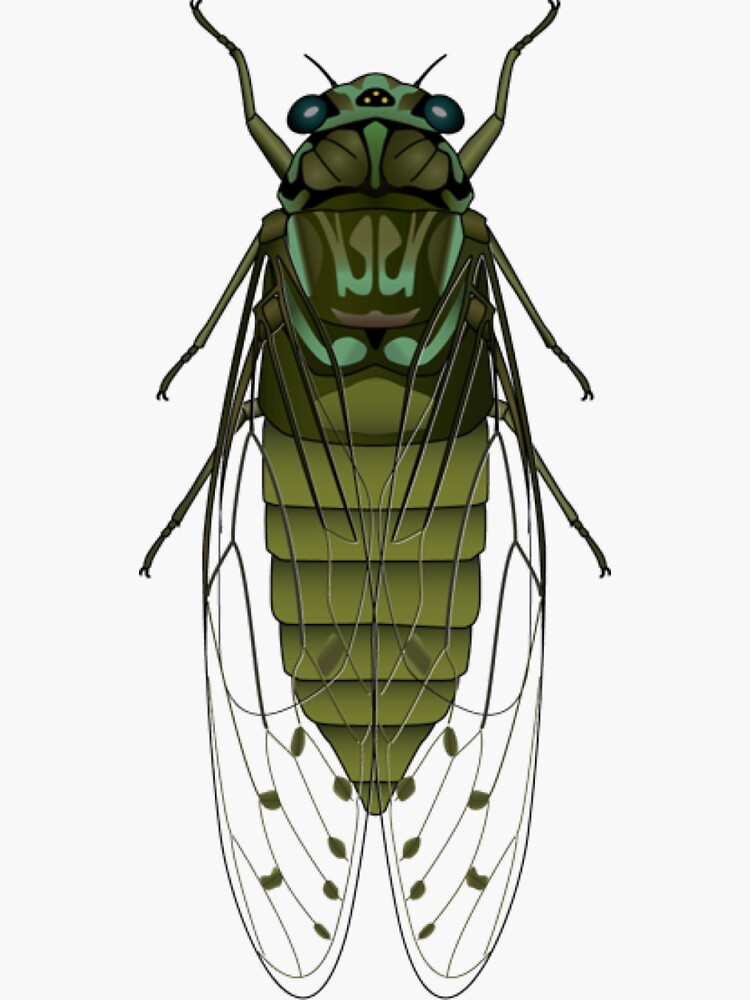 3 Must Have Cicada Patterns For Brood X 
