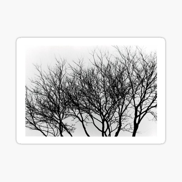 Item preview, Forest for the Trees designed and sold by DovGlass.