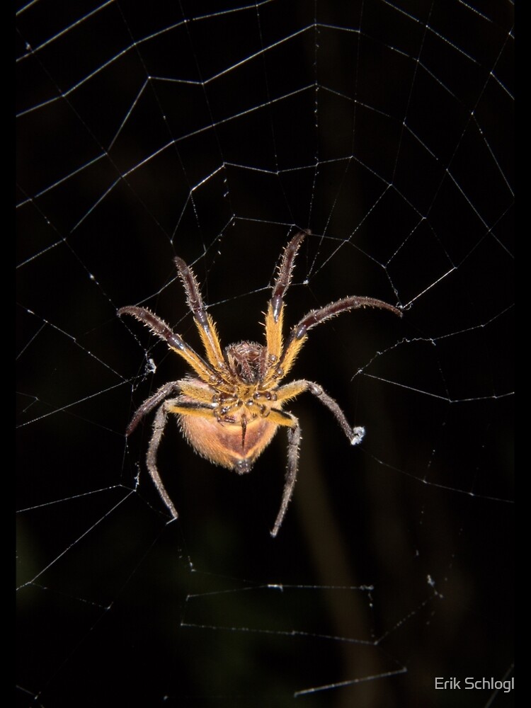 Tropical orb weaver, Parque Nacional del Manu, Peru by eschlogl
