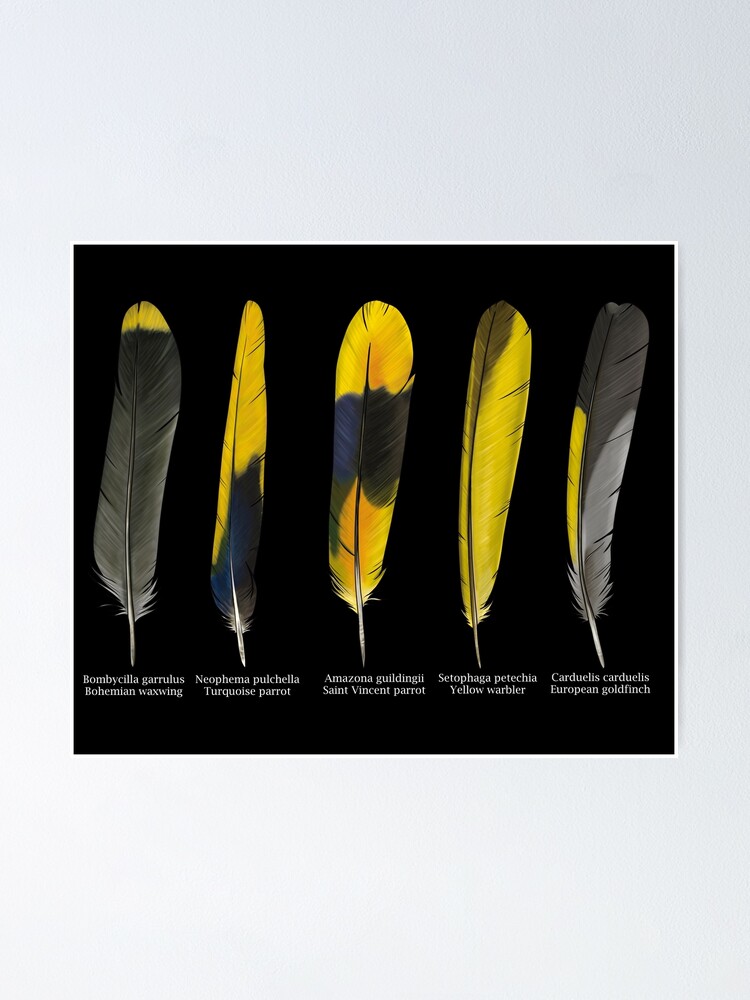 Yellow feathers scientific illustration - white text Poster for