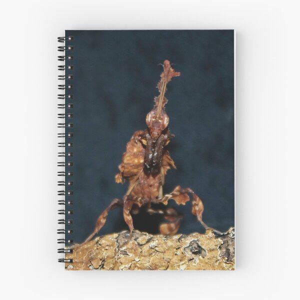 Item preview, Ghost Mantis - Phyllocrania paradoxa designed and sold by AnnDixon.