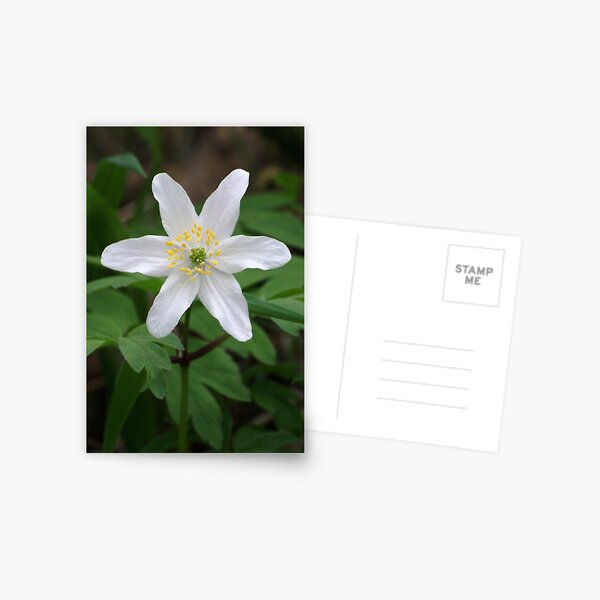 Wood Anemone Postcard