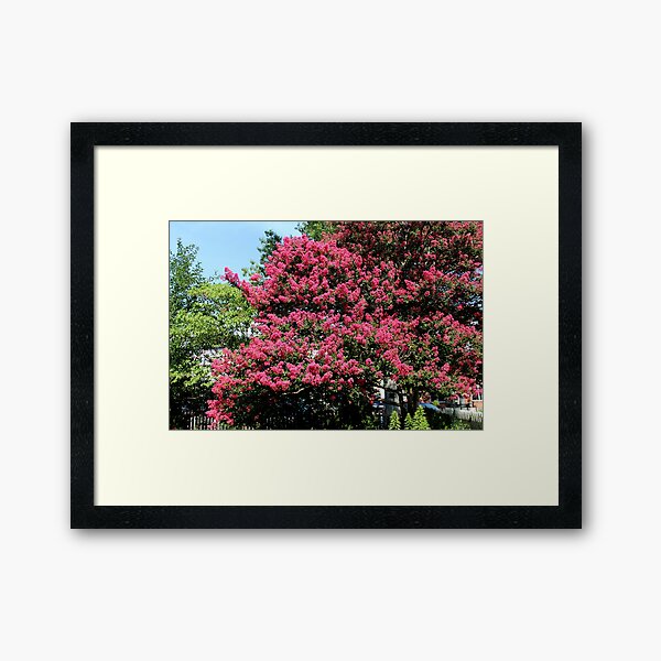 Item preview, Crepe Myrtles in Bloom designed and sold by Carolyn Ricks.