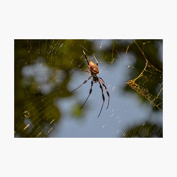 Spider in Web Photographic Print