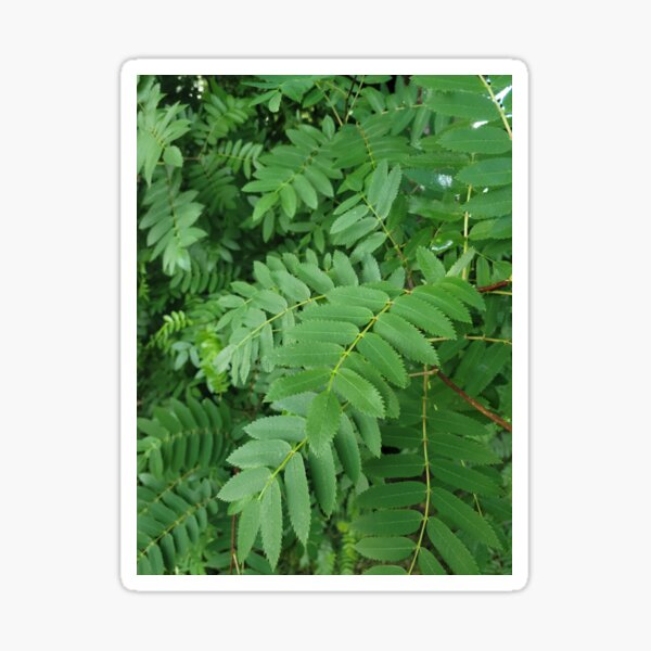 Almost Fern Sticker