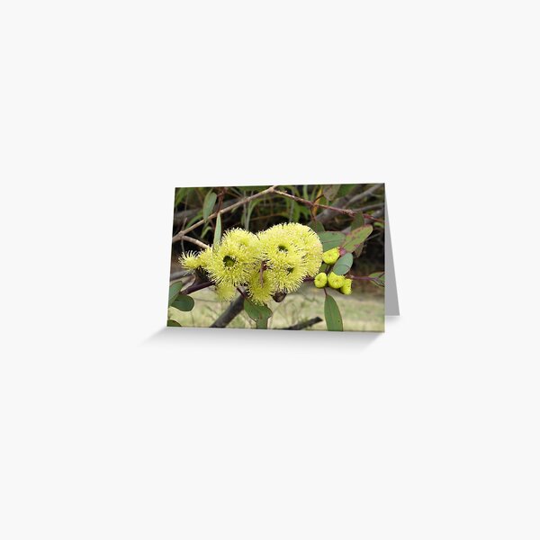 Item preview, Gum Blossoms (Eucalyptus), Bega Valley, NSW, Australia designed and sold by CobargoInfo.