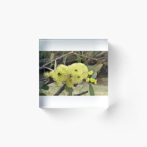 Item preview, Gum Blossoms (Eucalyptus), Bega Valley, NSW, Australia designed and sold by Cobargo South Coast.