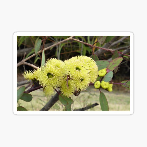 Item preview, Gum Blossoms (Eucalyptus), Bega Valley, NSW, Australia designed and sold by CobargoInfo.