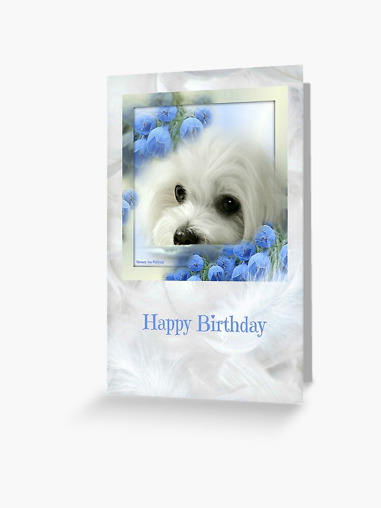 happy birthday maltese dog