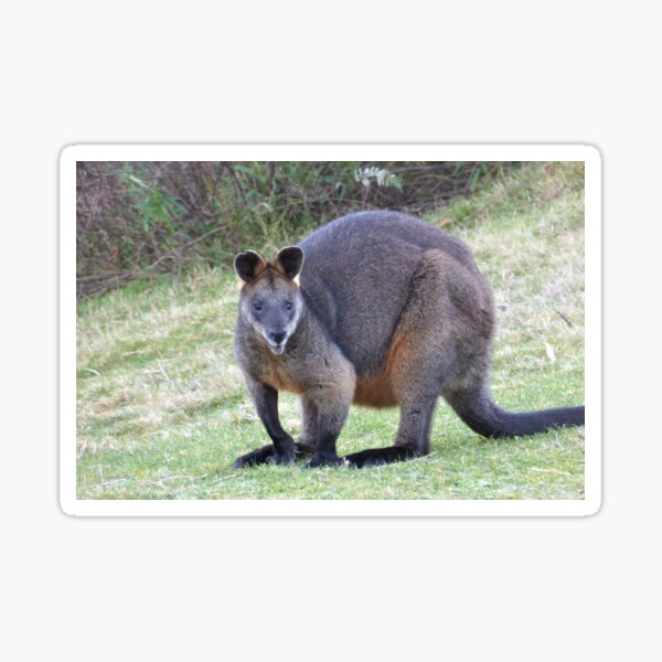Item preview, Wallaby. Bega Valley, NSW, Australia designed and sold by CobargoInfo.