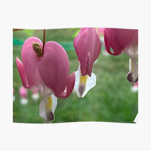 Bleeding Heart Flower in the garden Poster