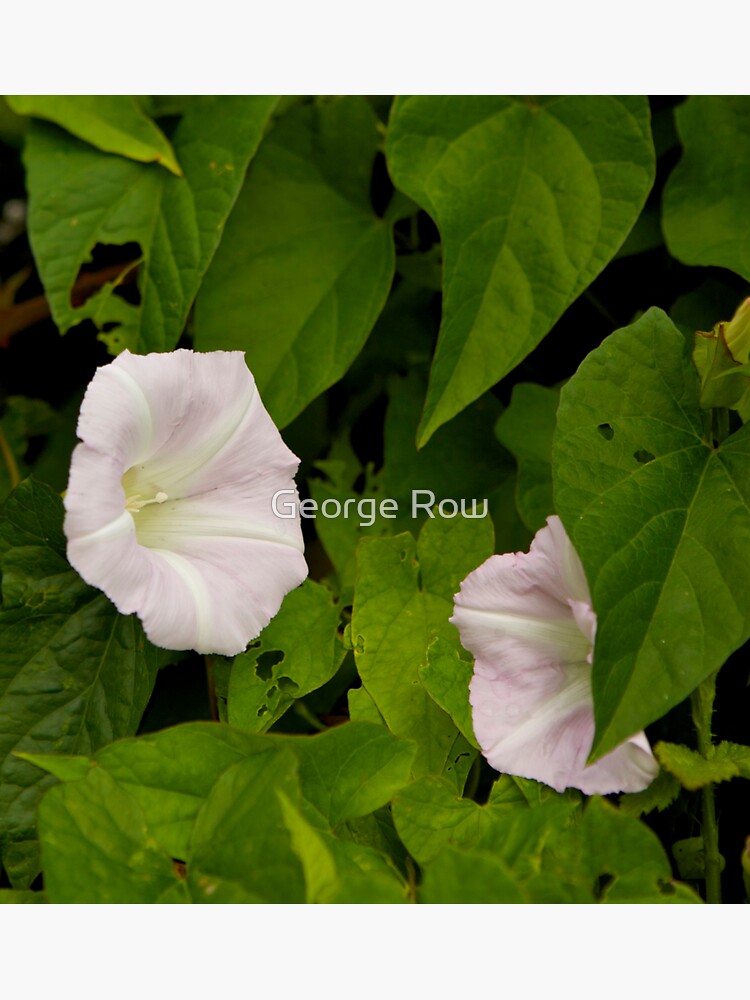 Sea Bindweed, Muckross Head, Donegal by VeryIreland