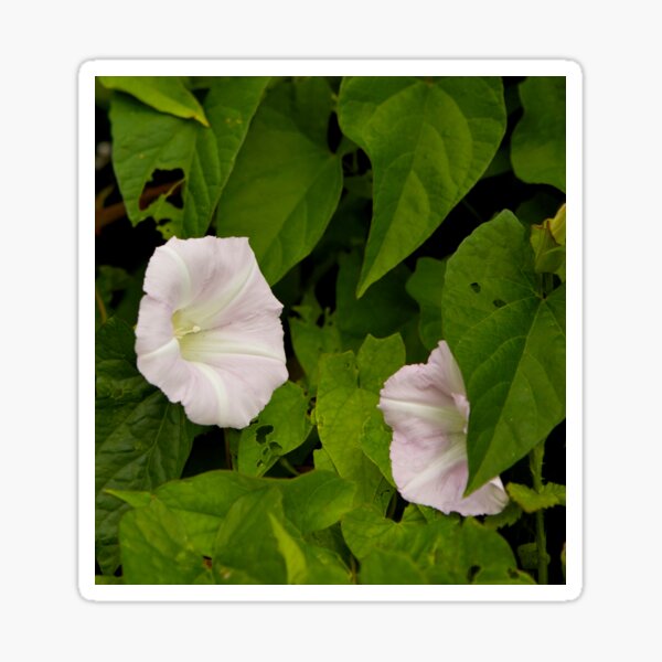 Sea Bindweed, Muckross Head, Donegal Sticker