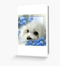 Hermes the Maltese Greeting Card