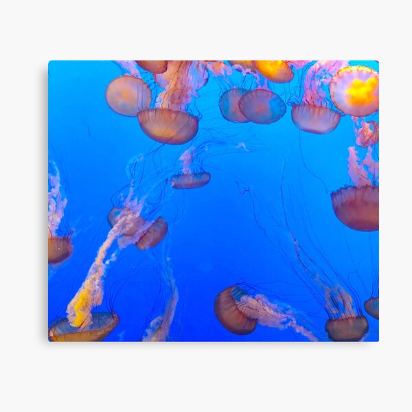 Leinwanddrucke Box Jellyfish Redbubble