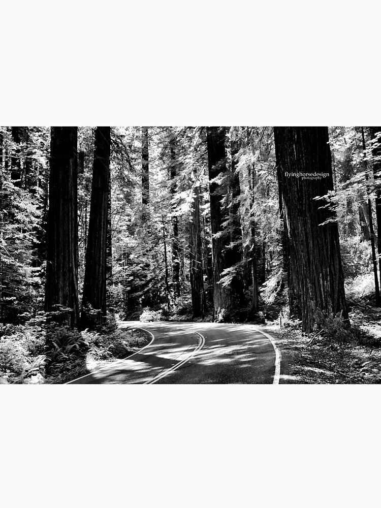 Avenue of the Giants - monochrome by designfly
