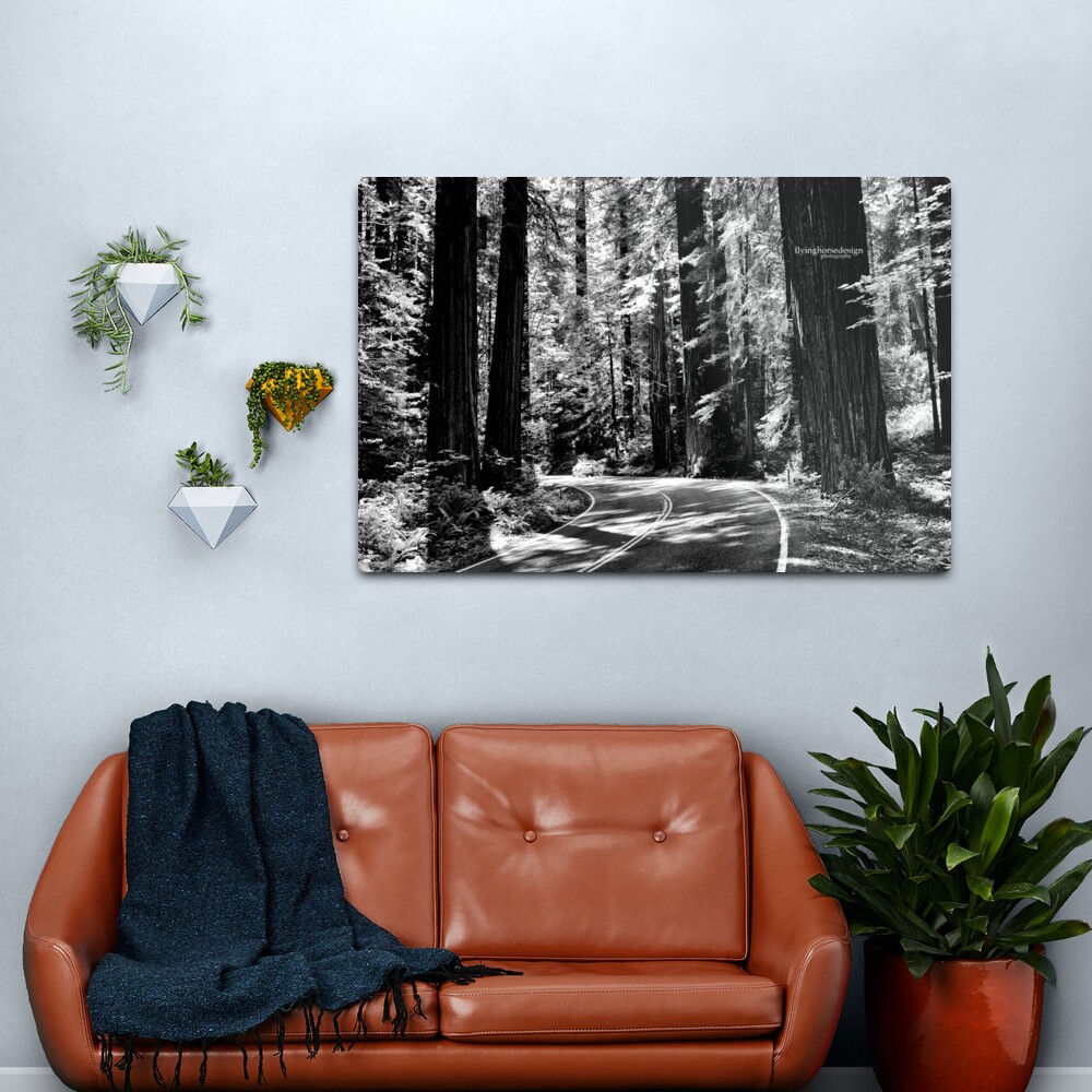 Avenue of the Giants - monochrome Metal Print