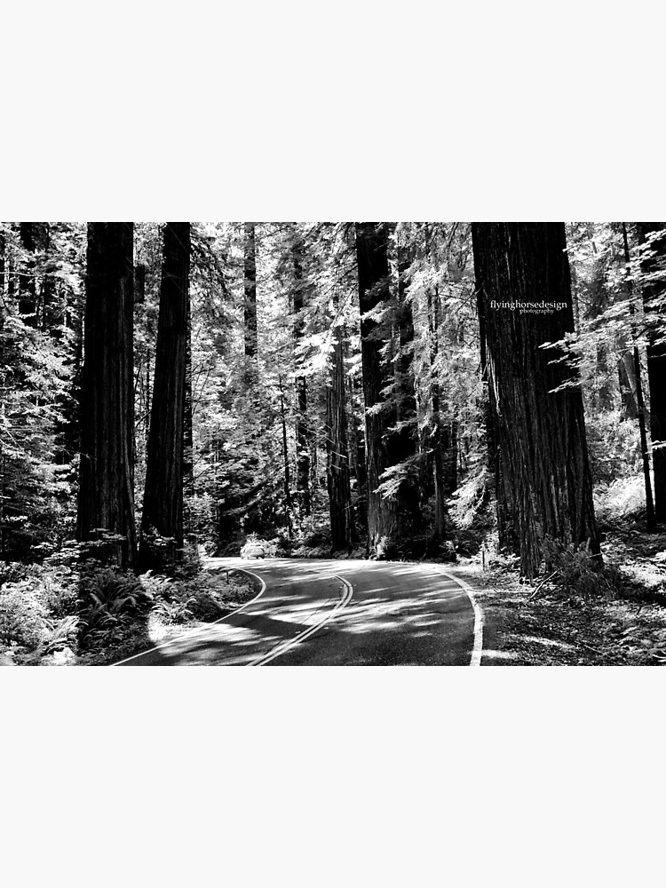 Avenue of the Giants - monochrome by designfly