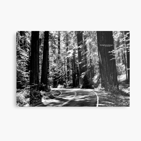 Avenue of the Giants - monochrome Metal Print