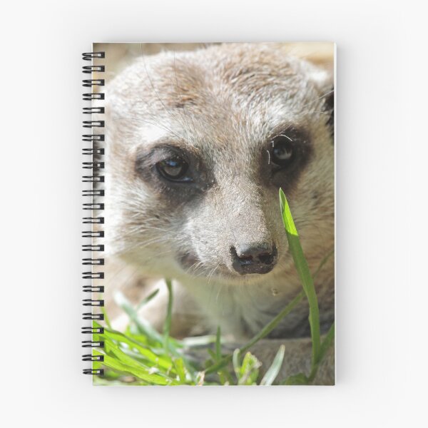 Item preview, Meerkat 026 designed and sold by JAMFoto.