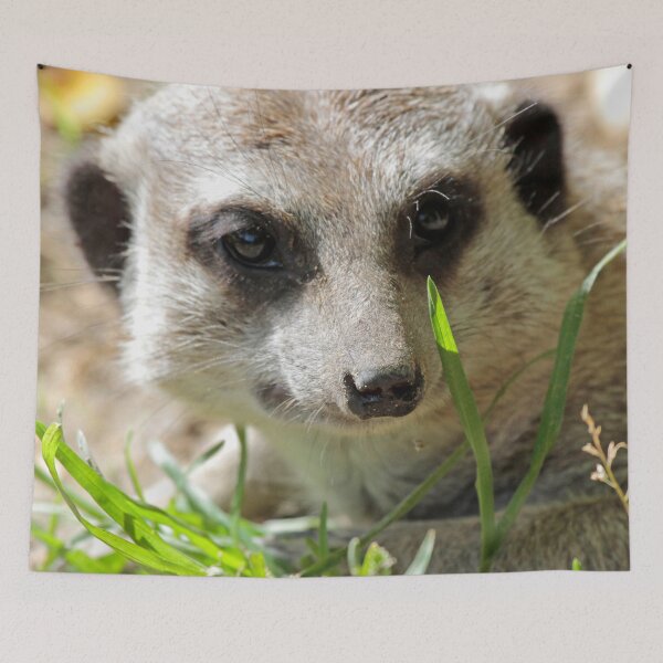 Item preview, Meerkat 026 designed and sold by JAMFoto.