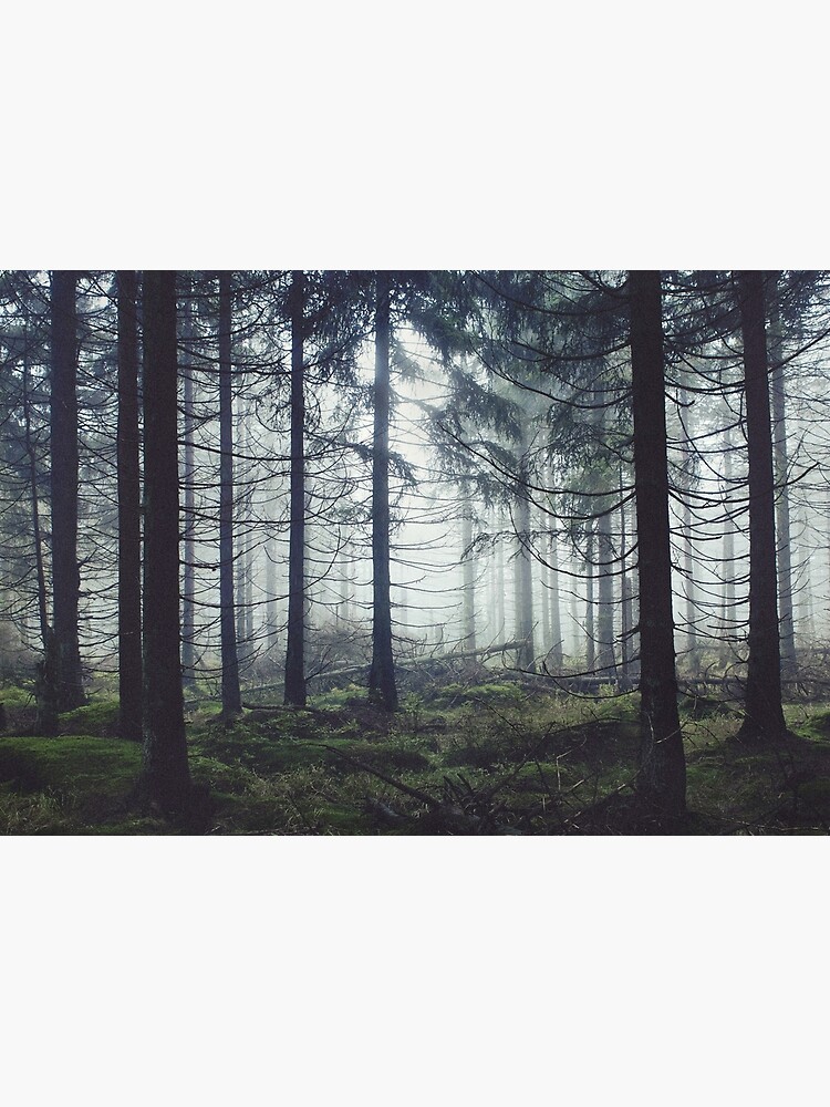 Through The Trees by tekay