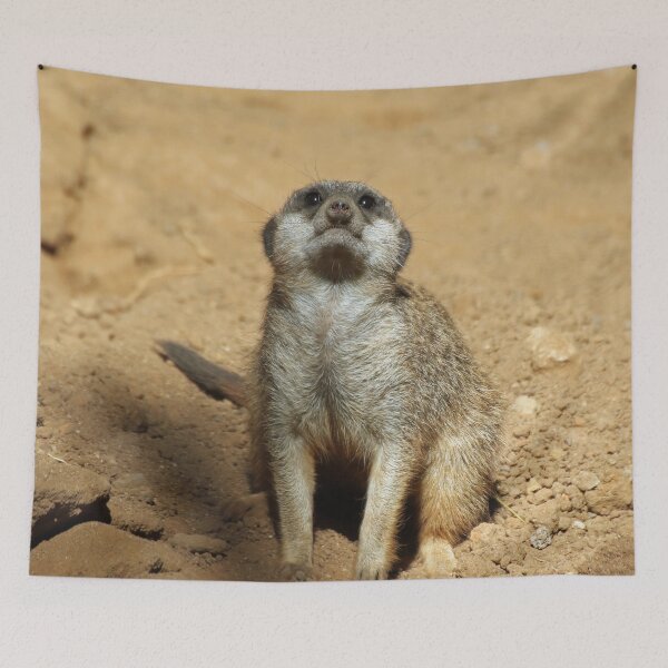Item preview, Meerkat 031 designed and sold by JAMFoto.