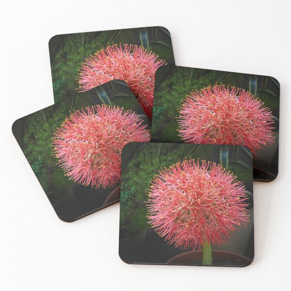 Item preview, Football Lily in Bloom designed and sold by Pravine Chester.