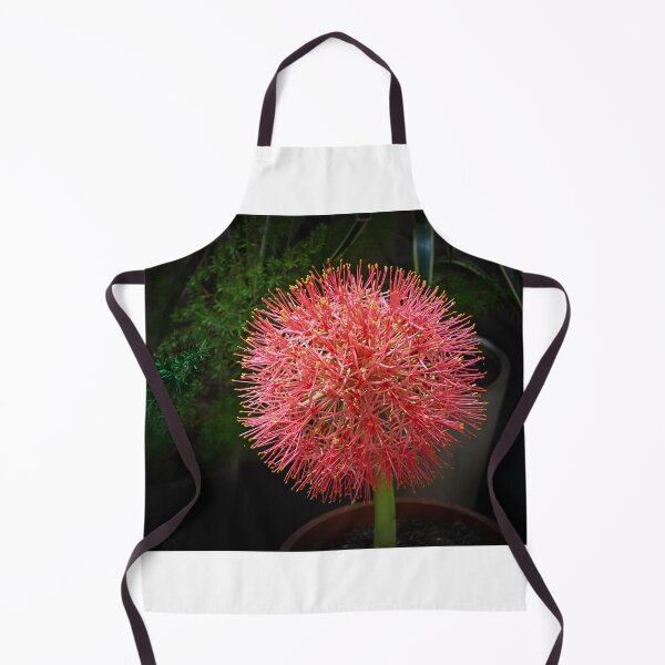 Item preview, Football Lily in Bloom designed and sold by Pravine Chester.