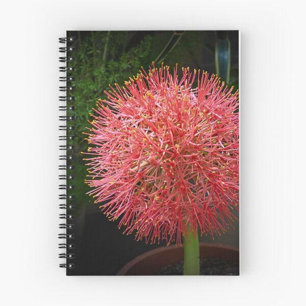Item preview, Football Lily in Bloom designed and sold by Pravine Chester.