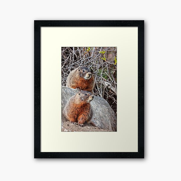 Mount Marmot Framed Art Print
