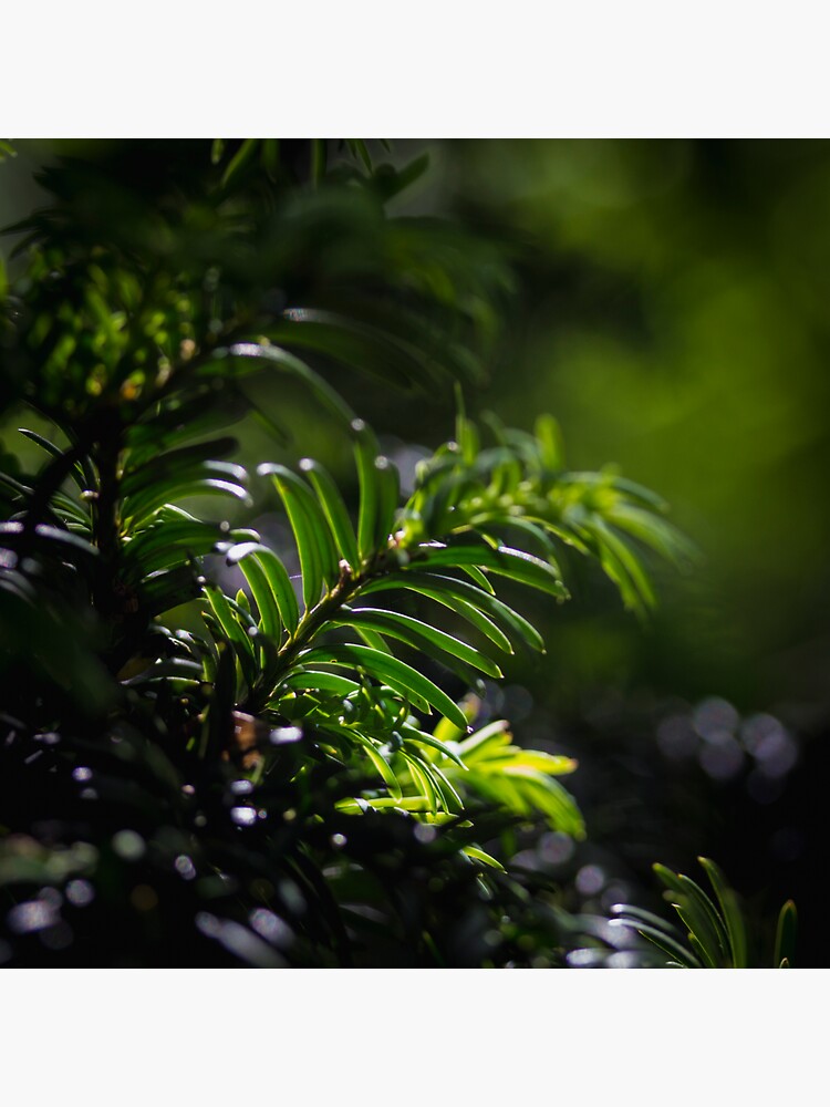 Green by FrankThomas