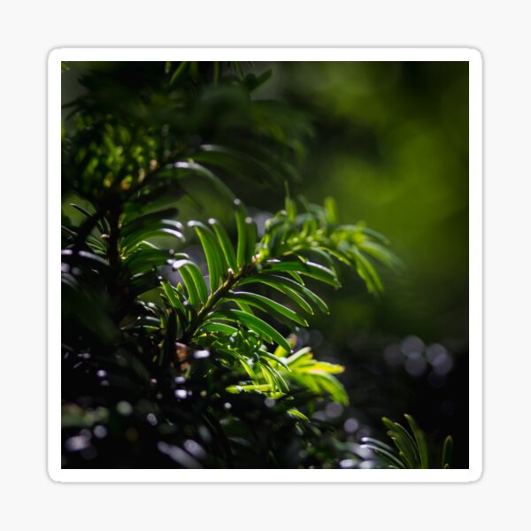 Green Sticker