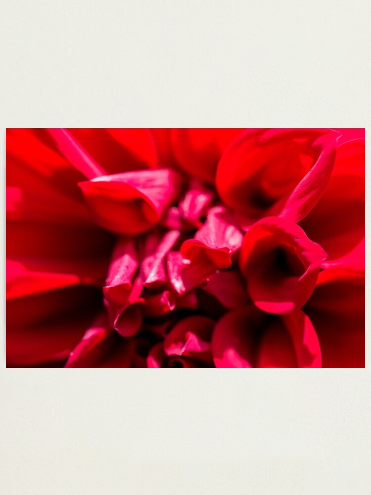 Thumbnail 1 of 3, Photographic Print, Red designed and sold by FrankThomas.