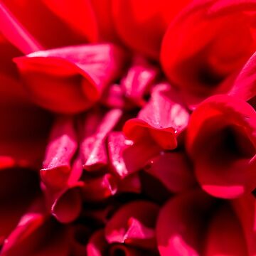 Artwork thumbnail, Red by FrankThomas